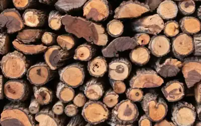 Why Mopane is the Ultimate Firewood