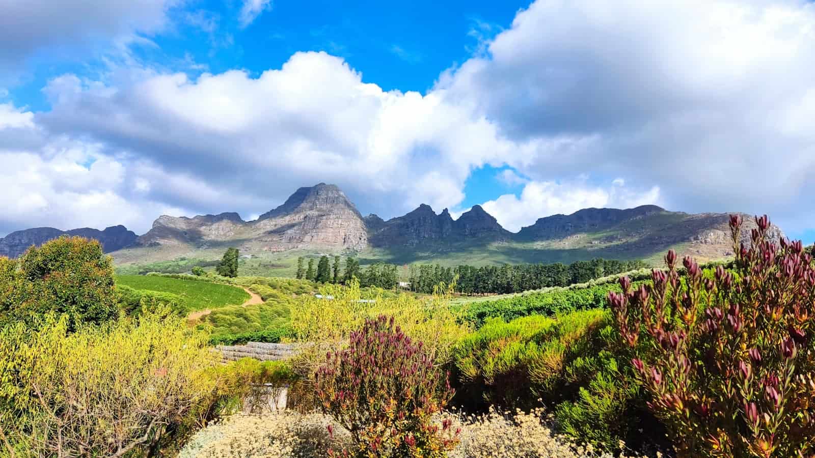 Bottelary hills vineyards near Kuils River