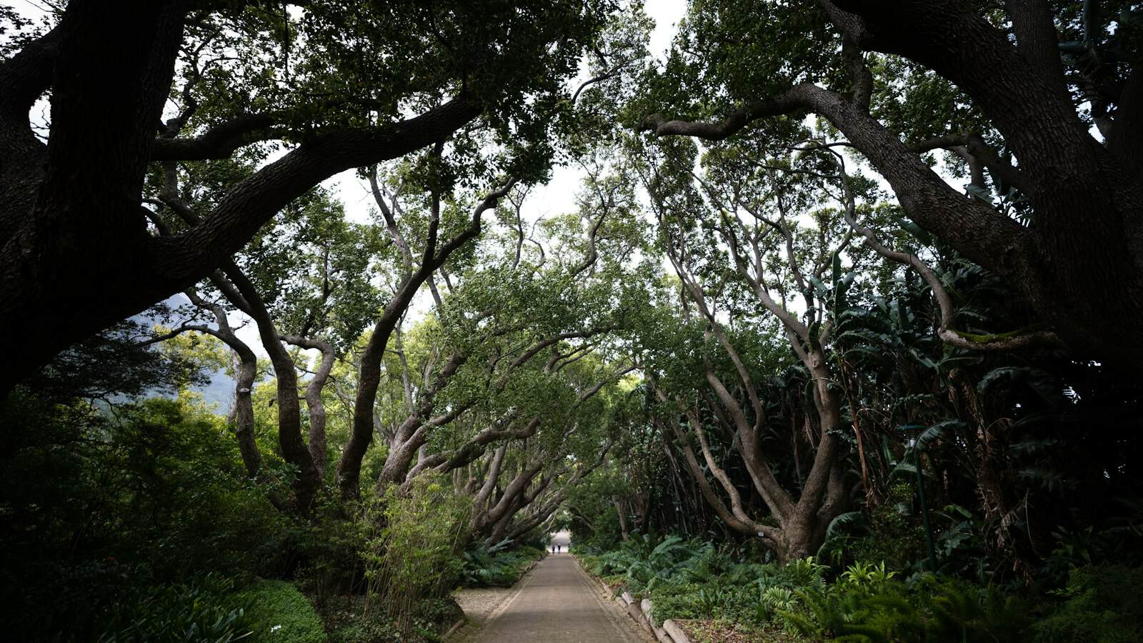 Tree-lined avenue in Pinelands, Cape Town's garden city