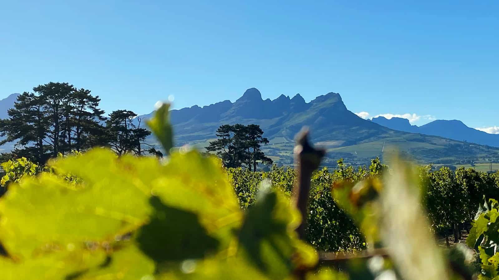 Helderberg mountain above the Somerset West vineyards