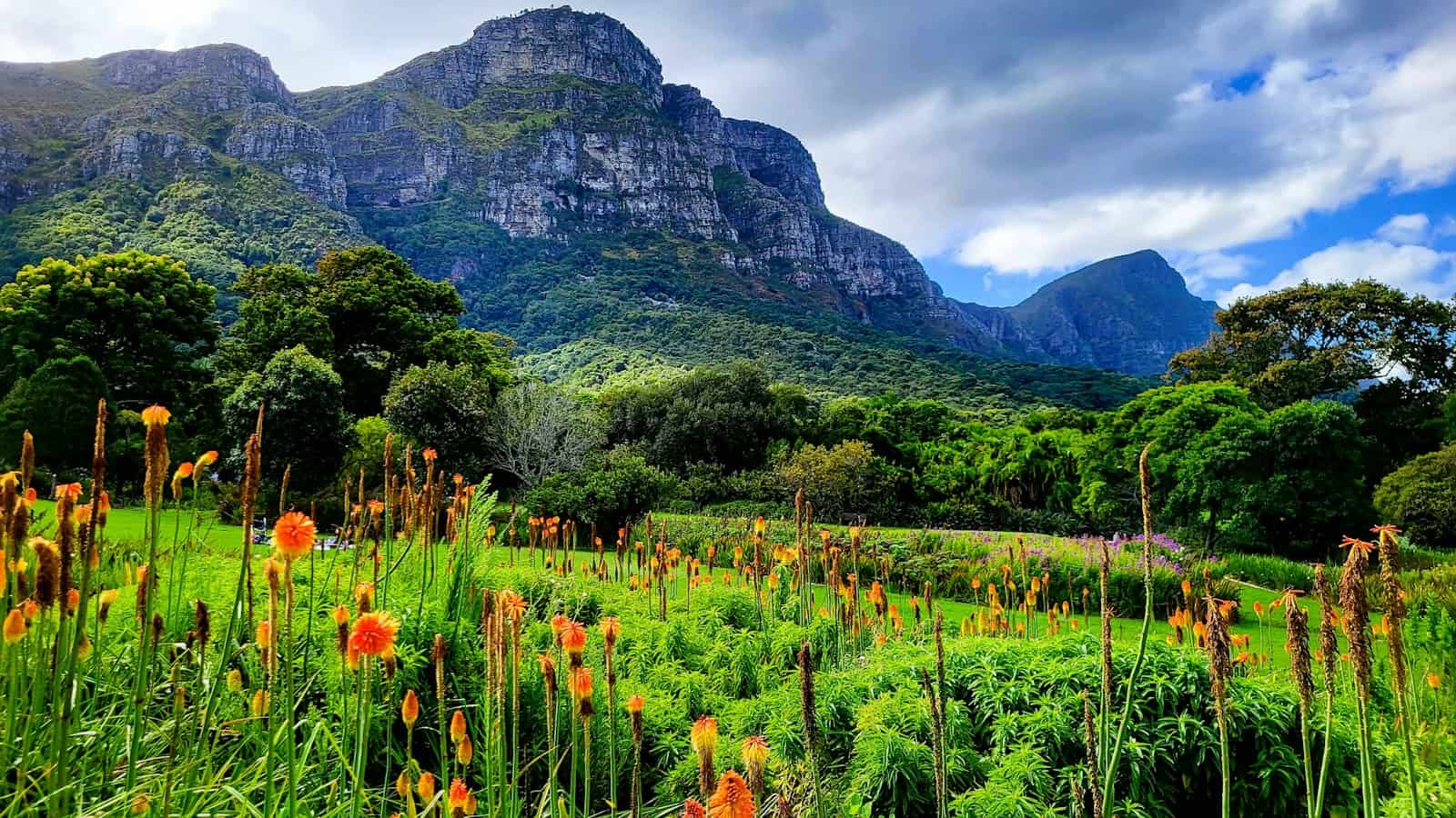 Kirstenbosch gardens below Table Mountain in the Southern Suburbs