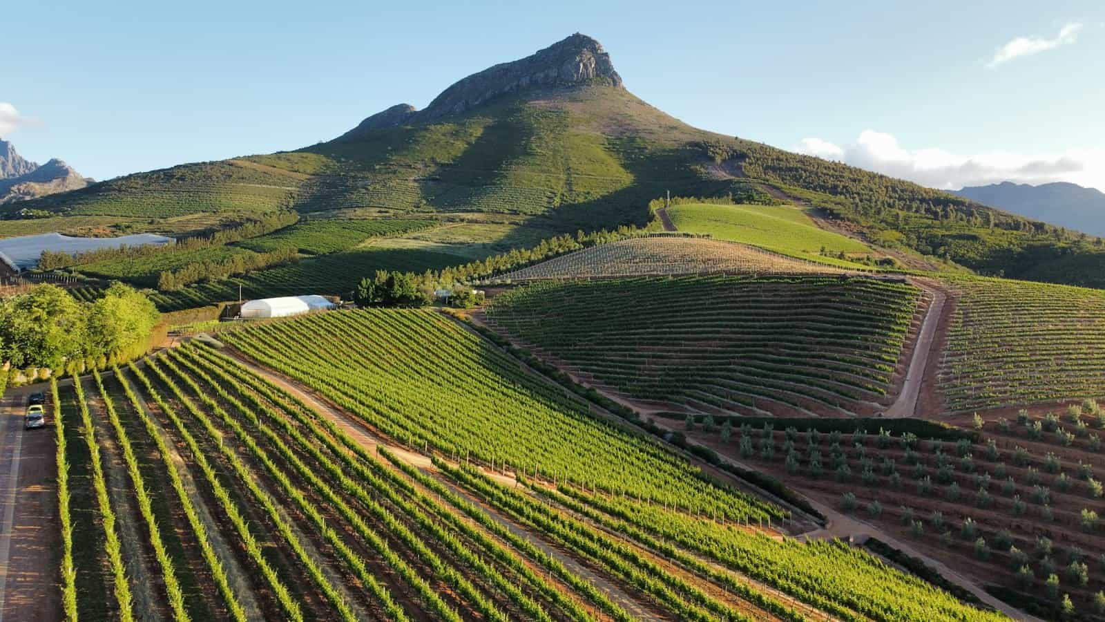 Stellenbosch vineyards on the mountain slopes