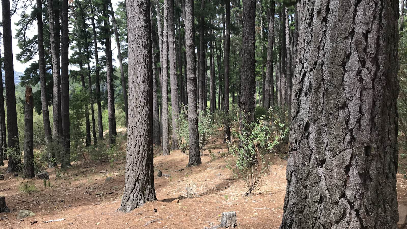Pine forest at Tokai, Cape Town