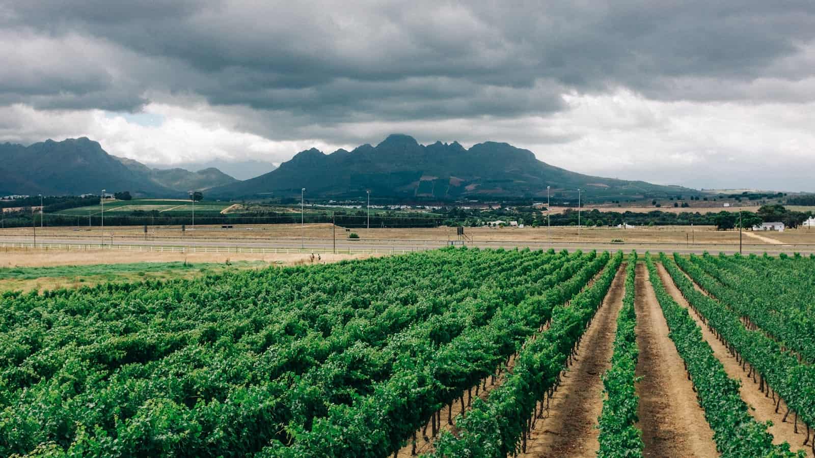 Vineyards below the Simonsberg in the Cape Winelands